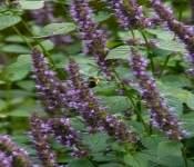 2020 09 01 LyndaleParkRoseGarden 038